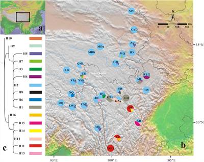 Out of Refugia: Population Genetic Structure and Evolutionary History of the Alpine Medicinal Plant Gentiana lawrencei var. farreri (Gentianaceae)